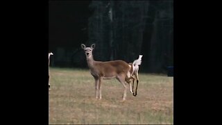 Deer