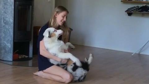 Australian Shepherd puppy dogtraining trustfall