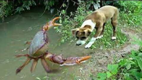 Asian Country Dog Playing With Crab || Desi Dog Playing With Crab In Nepal