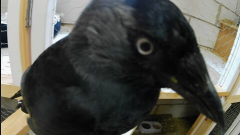 Sharing my calm time with rescued blind Jackdaw