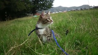 Kitten Goes on a Trip