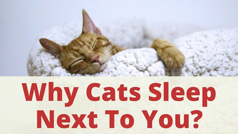 9 Why Cats Sleep With You Or Next To You? Things About Cats You Should Know. How to Understand Cat.