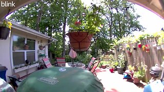 NORTH_VIDEO_DOOR_BELL_2023-05-16T11_54_44-0400.mp4