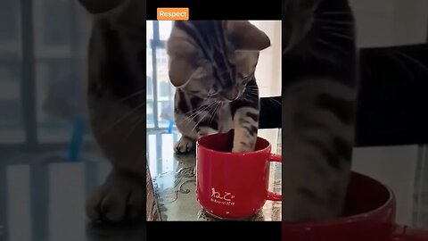 kucing lucu #kucingbarbar #kucinglucu #kucingoren #vlogkucing #kucing #fyp #fyptiktok #shortvideo