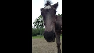 Adorable foals loves hanging out with caretaker