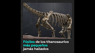 Descubren fósiles de los titanosaurios más pequeños de 66 millones de años