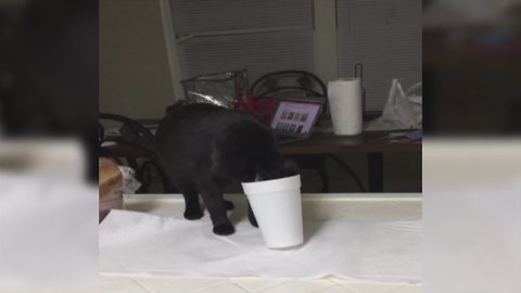 Funny Cat Spills All The Milk From Her Glass