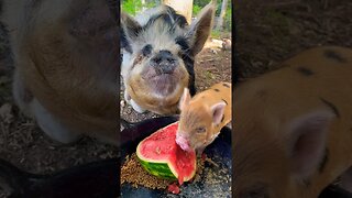 Piggies enjoying some 🍉 #kunekune #piggy #farmanimals #homestead #farmlife #foryou #fyp #farm