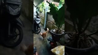 Hiburan dulu.....#shortvideo #country cat#Temen Kucing viral bulu merah