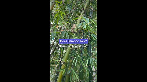 Does Banboo Make Noise? Learn More Ocoee Bamboo Farm 407-777-4807