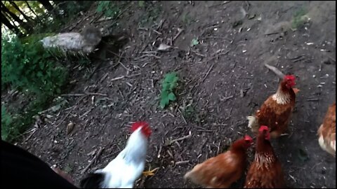 Wrangling chickens....they easy way.