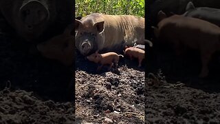 Piglets and momma enjoying the warm weather #piglet #homestead #piglets #farmlife