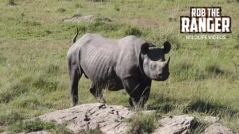 Black Rhino On The Move | Maasai Mara Safari | Zebra Plains