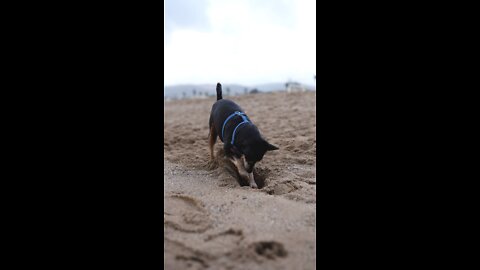 Dog Digging Up The Sand