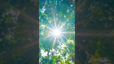 Nature ❤️ #shorts #nature #birds #relax #asmr #sun #forest #birdsounds #birdlovers #birdsong