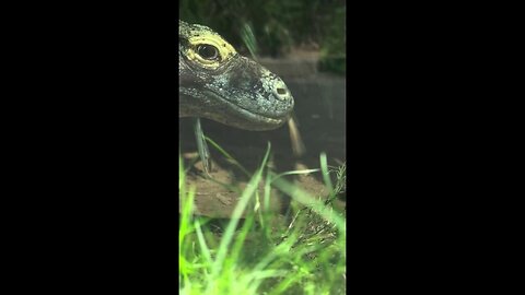 Zoo Releases Footage Of Resident Komodo Dragon Up Close