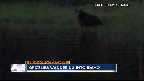 Grizzly wanders into Idaho