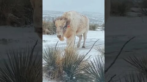 wild life in snow area