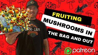 Fruiting a Mushroom Grow kit (IN THE BAG) (Step by Step) for a TOP Tier Patreon