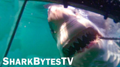 Shark Attack Caught on Video, Shark Bytes TV Ep 32, Cage Diving South Africa Cape Town