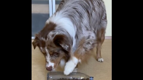 Cute dog solves food puzzle