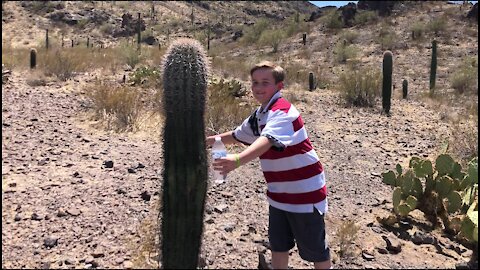 Fruiting Saguaros - Picacho Peak State Park