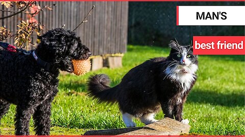 Meet the adorable cat and dog pairing who have become the most unlikely of pals