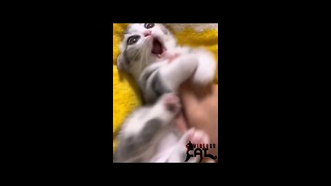 2024's Funniest Cat Moments | Hilarious Cat Videos on Rumble | Laugh with the Best Funny Cats!