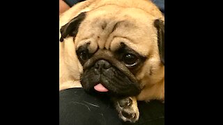 Squealing pugs anticipate their owners' return