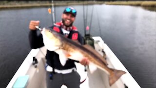 Monster Bull Red Fish Florida Caught Live On Twitch Stream