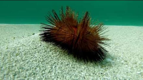 Questo riccio di mare passeggia dolcemente sul fondo dell'oceano