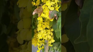 Everything about the Golden Shower Tree