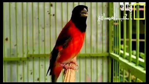 The most beautiful song of the red goldfinch (siskin), a bird from Venezuela