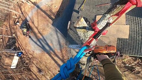 Removing a limb on a big red oak