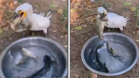 Duck eating fish enjoy weather amazing USA