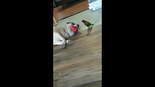 Parrot attempts to play with dog's food toy