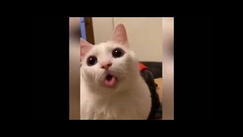 What's is that's? Cat cute reaction 🔥