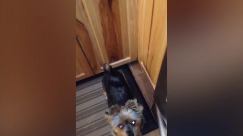 Funny Dog Gets Overexcited Over A Cookie