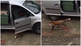 Un renard se faufile dans une voiture pour... une pizza