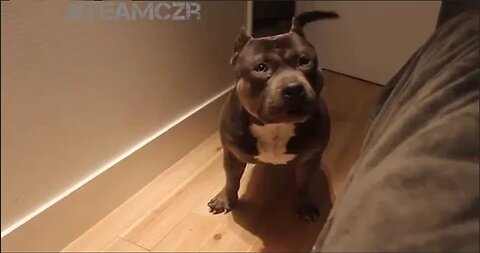 Talking dog Czr American Bully is so smart