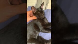 Black Kitten Purring While Sleeping #shorts