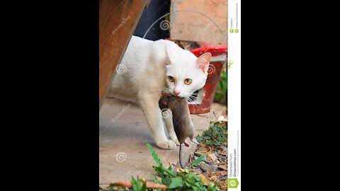 Look Amazing The Cat Hunting A Rat