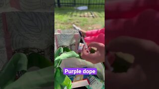 Trigger Warning Purple Dope
