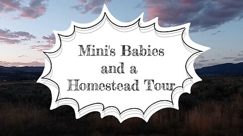 Mini's Babies and a Homestead Tour