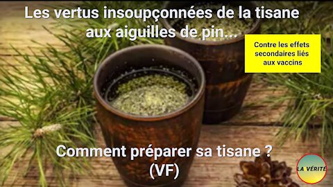 La Tisane aux aiguilles de pin