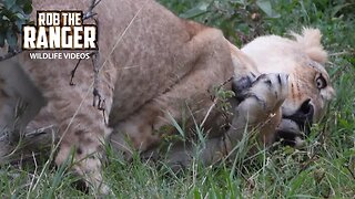 The Famous Marsh Lion pride | Maasai Mara Safari | Zebra Plains