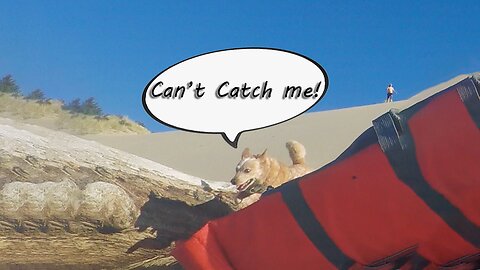 Dog runs down sand dune to get to paddleboard