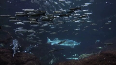 Group Of Big Fishes In The Aquarium Of Barcelona Spain