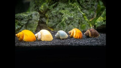 Mystery Snails for Sale