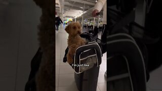 Cute puppy in a bag #shorts #views #subscribe #youtubeshorts #cutedog #viral #viralvideo